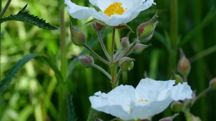 Cistus