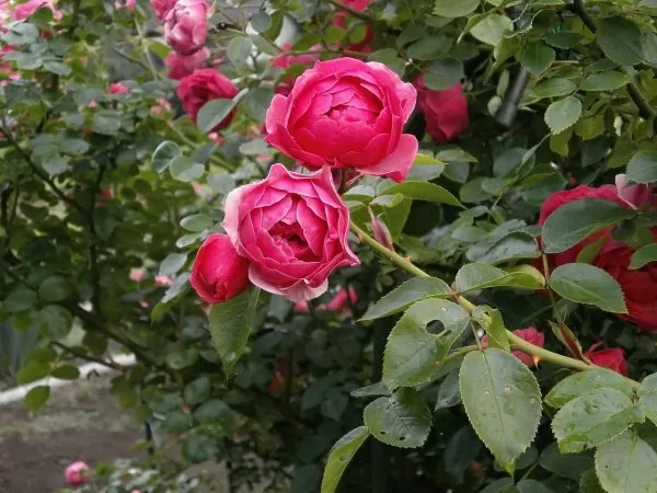 Rose miniatura