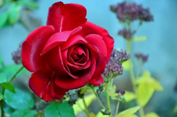 Rose ad alberello: Rosa floribunda