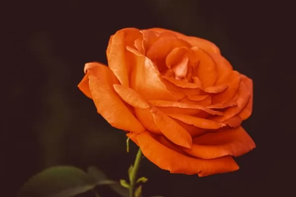 Rose floribunda