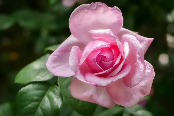 Rose in miniatura