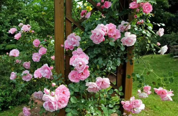 Rose rampicanti di colore rosa