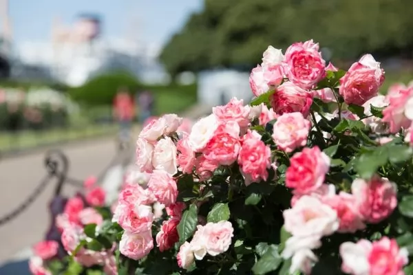 rose-garden-1180317_960_720