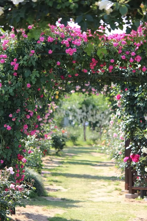 rose-garden-610713_960_720