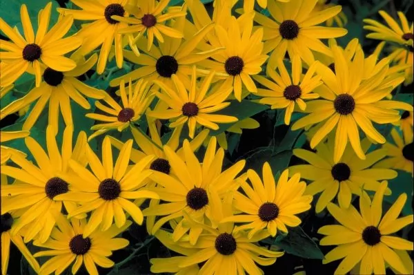 Rudbeckia subtomentosa