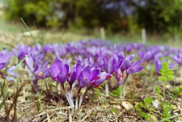 Crochi con fioriture autunnali: Crocus sativus 