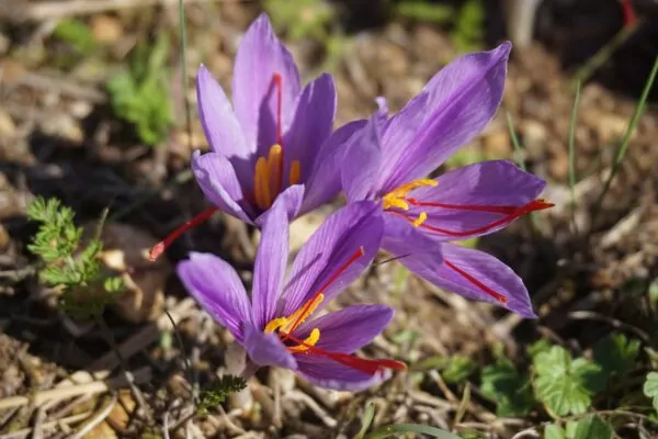 Crocus sativus  