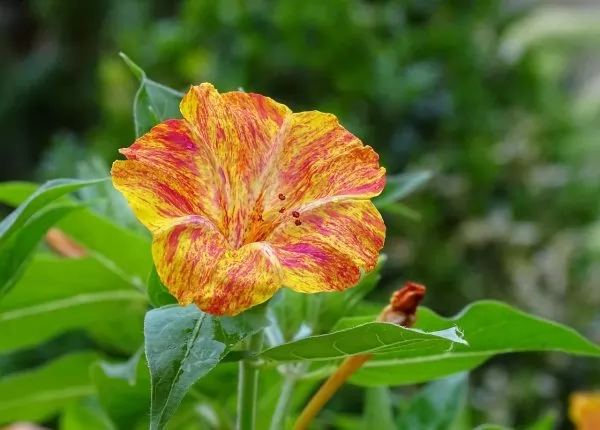 Bella di Notte Mirabilis jalapa