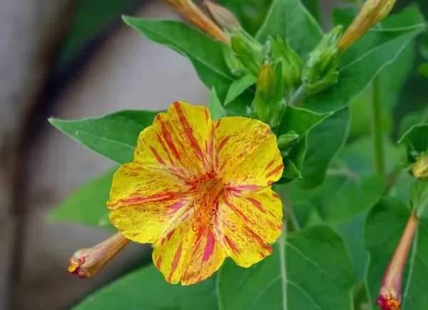Bella di Notte (Mirabilis jalapa) gialla screziata