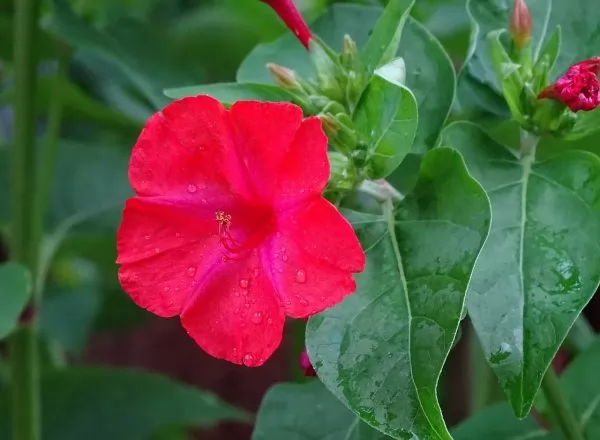 Bella di Notte (Mirabilis jalapa) rossa
