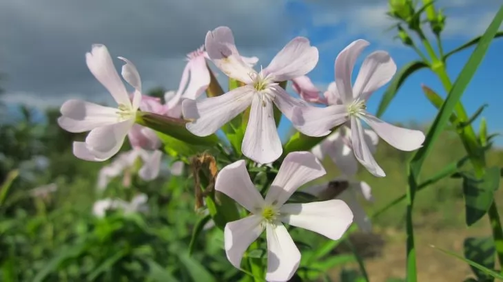 Saponaria officinalis