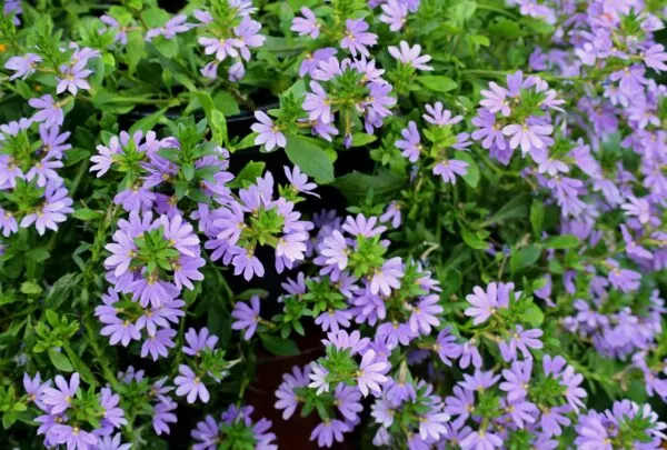 Scaevola aemula