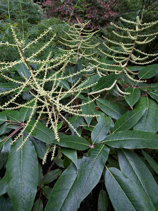 schefflera_