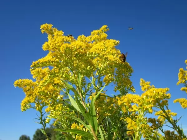 Coltivazione Solidago Canadensis