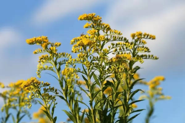 coltivazione Solidago gigantea