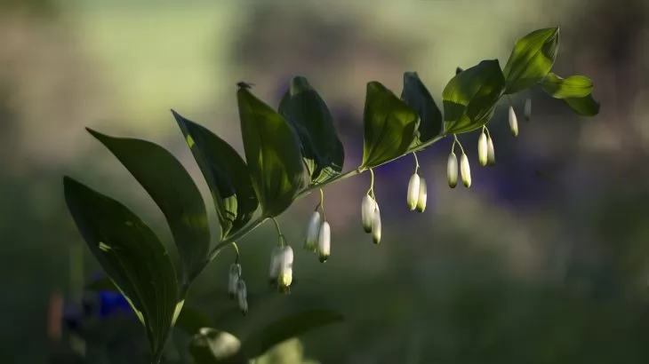 Polygonatum (Sigillo di Salomone)