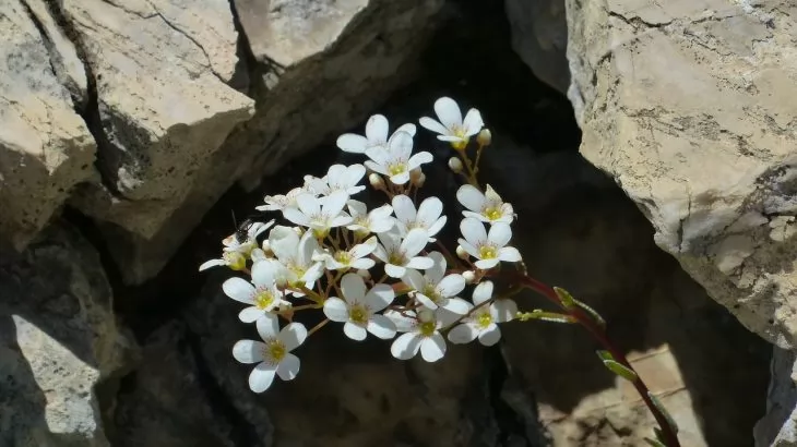 Sassifraga (Saxifraga)