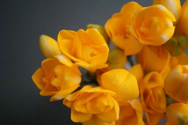 Fresia (Freesia)