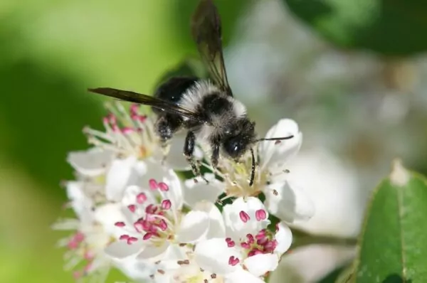 Aronia