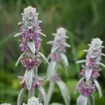 Stachys lanata o byzantina