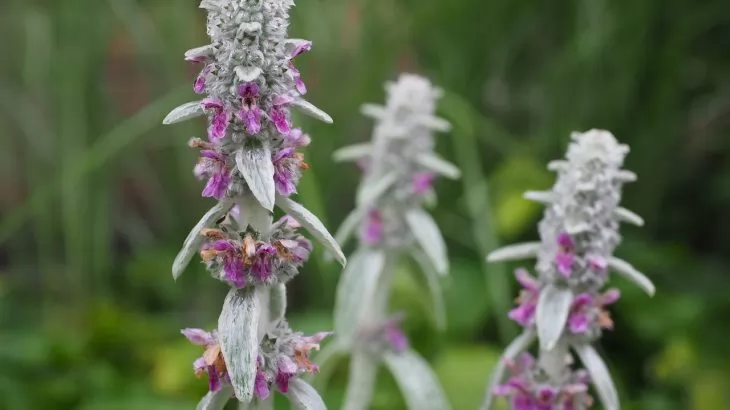 Stachys lanata