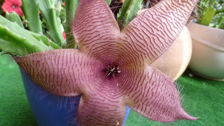 Stapelia, fior di carogna