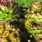 Piante grasse: errori di coltivazione e parassiti