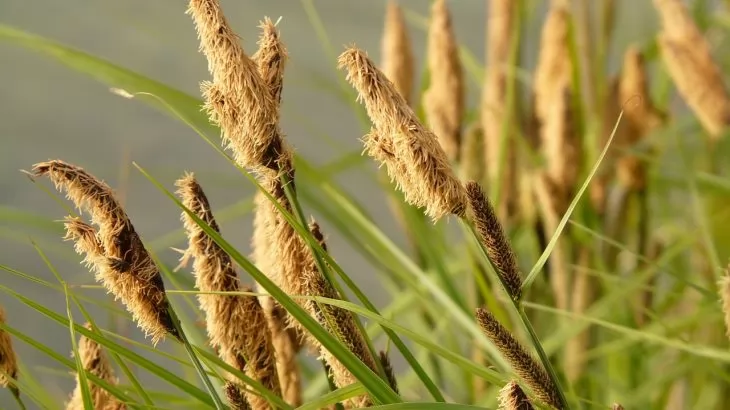 Carex
