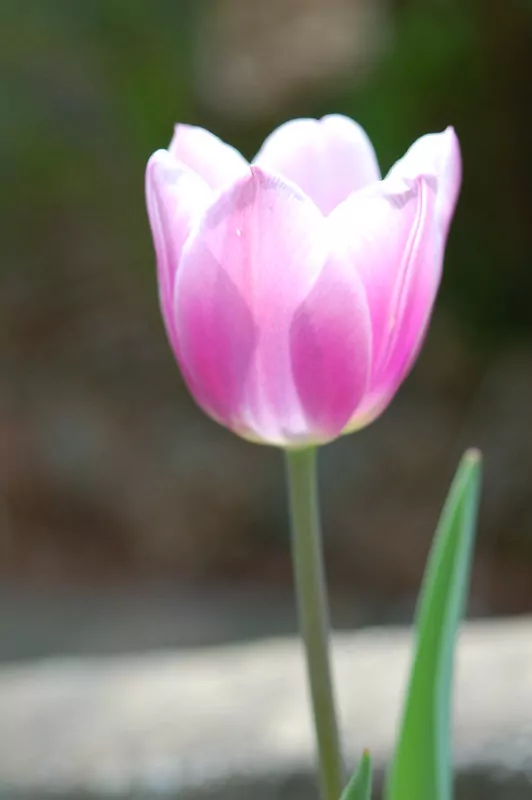 Tulipa Synaeda Blue