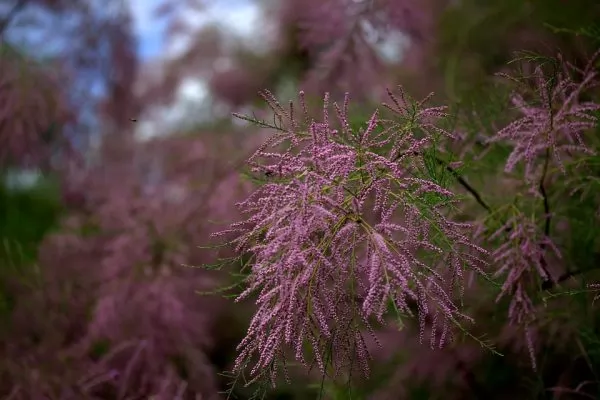 Tamarix tetrandra