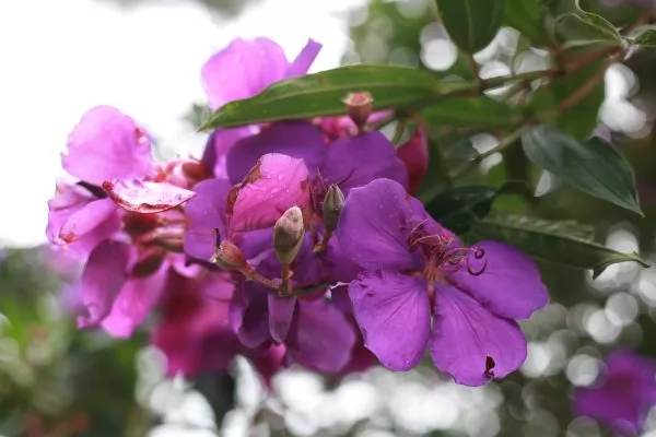 Tibouchina 