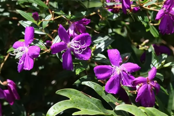 Tibouchina 