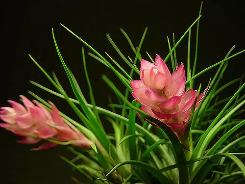 Tillandsia, specie stricta