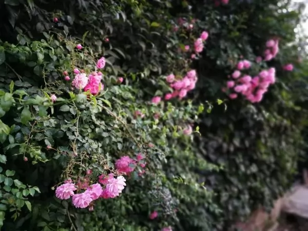 rosa ancora senza nome probabilmente un ibrido derivante da 'Dorothy Perkins' Foto di Tiziana Sanna