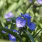 Tradescantia o Erba Miseria