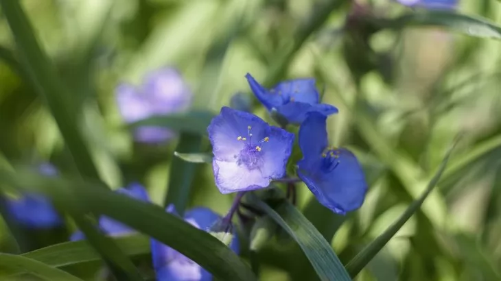 tradescantia