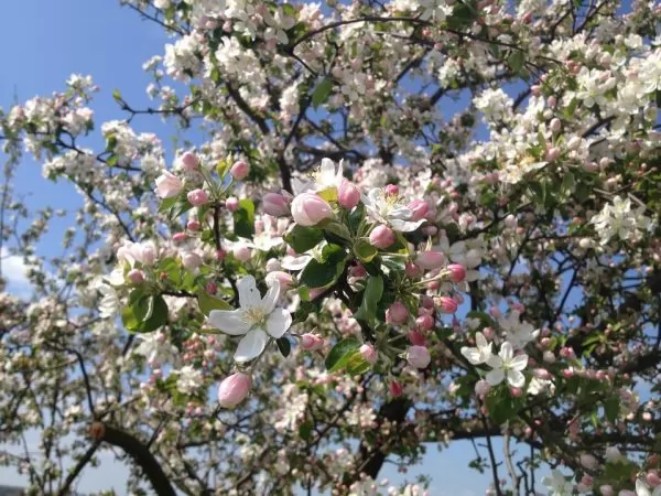 come coltivare il melo ornamentale da fiore