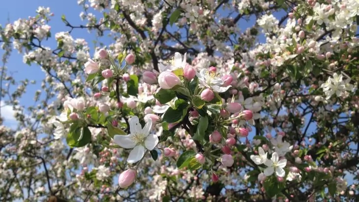 come coltivare il melo ornamentale da fiore