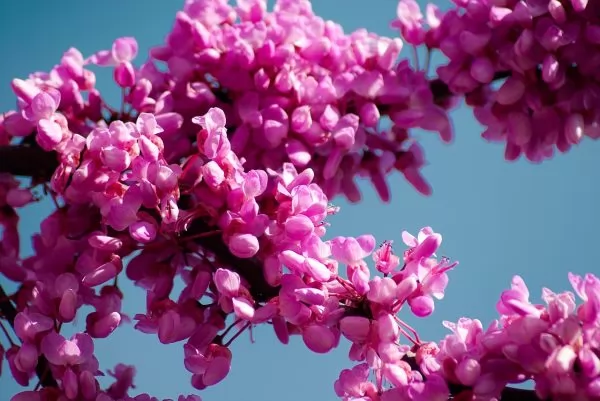 Albero di Giuda con fiori rosa