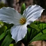 Trillium