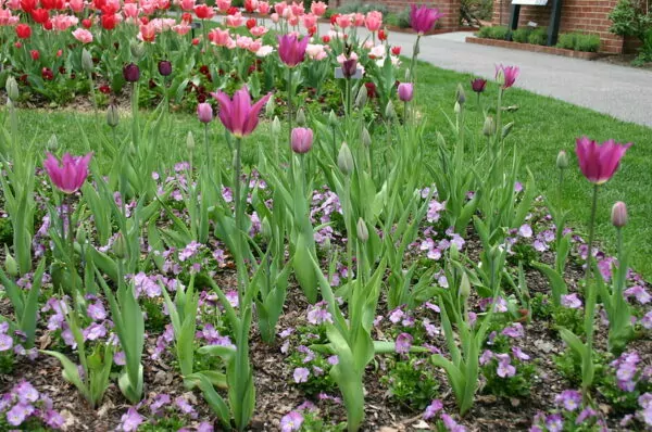 Tulipa "Violet Beauty"