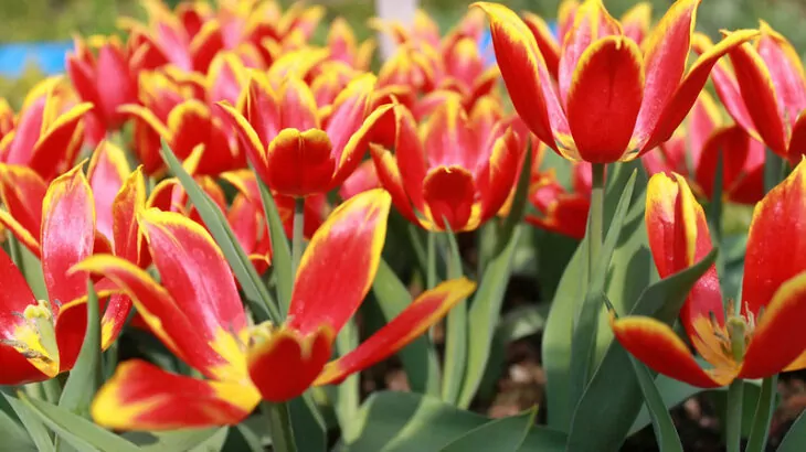 Tulipani di specie o botanici
