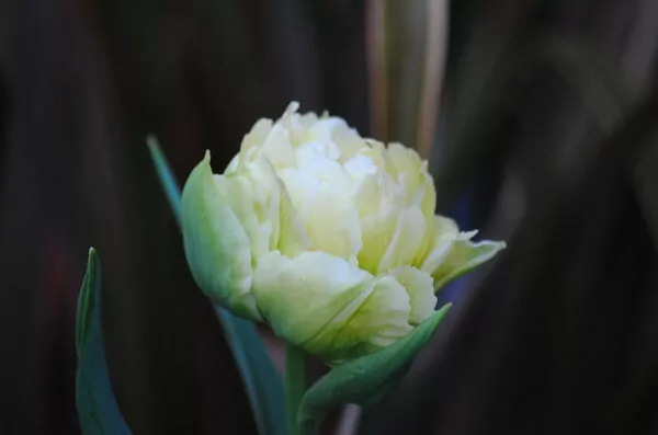 Tulipa Verona