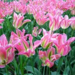 Tulipani Fior di Giglio