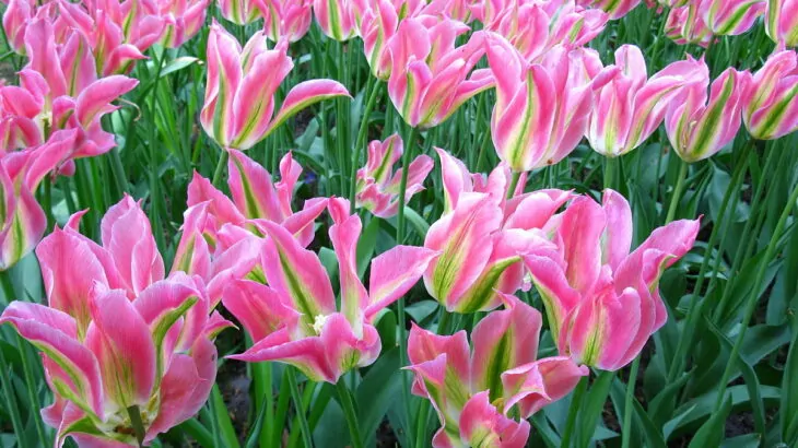 Tulipani Fiori di giglio