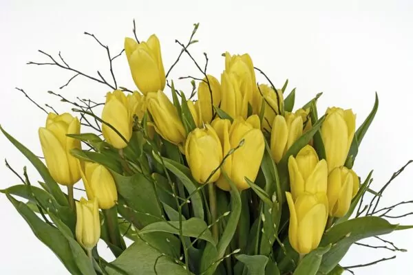tulipani gialli