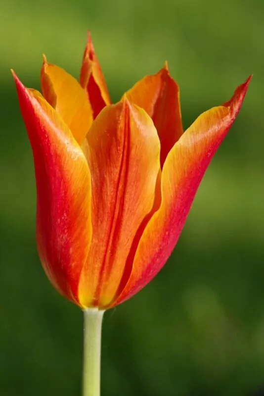 tulipano arancione