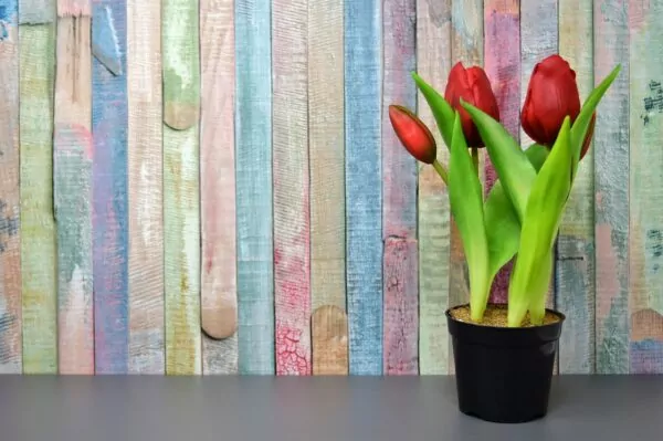 Tulipani in vaso 