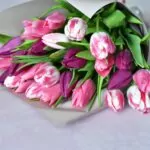 Regalare Tulipani, significato e leggende