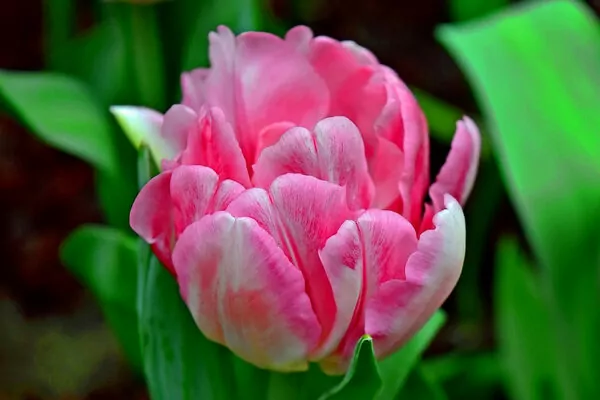 Tulipa Foxtrot